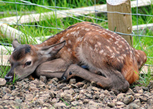 Photo of newly born red deer calf